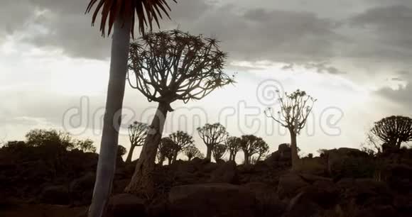 纳米比亚4k令人惊叹的多云天空前景上的箭树视频的预览图