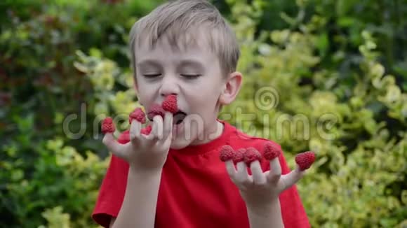 快乐男孩用手指吃树莓可爱的孩子在花园里玩得很开心健康生活方式家园花园丰收小孩免费吃视频的预览图