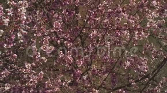 日本大阪绿草地上美丽的粉红色樱花或樱桃树视频的预览图
