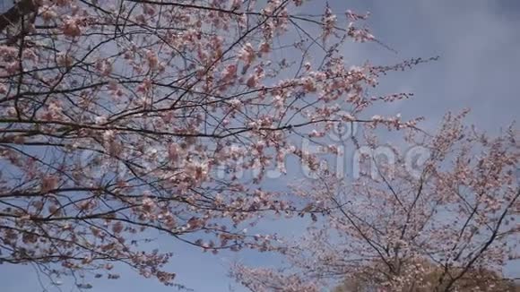 日本的樱花盛开季节视频的预览图