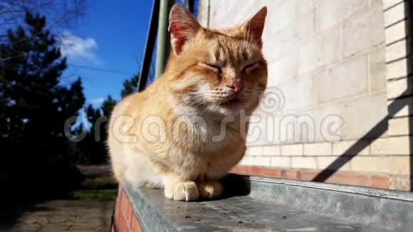 在阳光明媚的日子里姜猫在房子附近休息视频的预览图