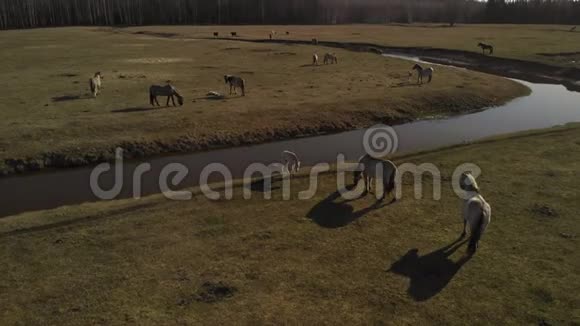 美丽的马在蓝色河岸的宽阔草地上放牧视频的预览图