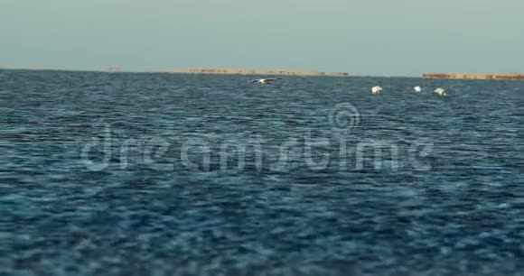 美丽的火烈鸟正飞越大西洋水域附近的沃尔维斯湾4k视频的预览图
