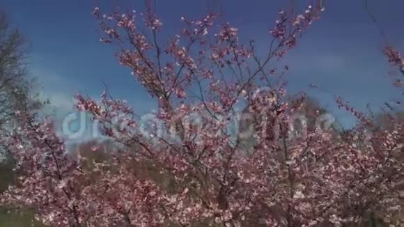 鸟瞰欧洲蓝天上美丽的粉红色樱花或樱桃树视频的预览图