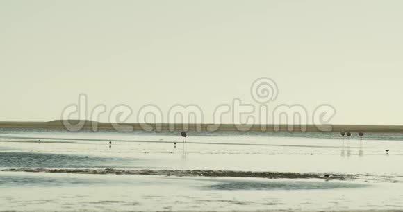 火烈鸟和燕鸥正在纳米比亚的沃尔维斯湾海滩散步4k视频的预览图