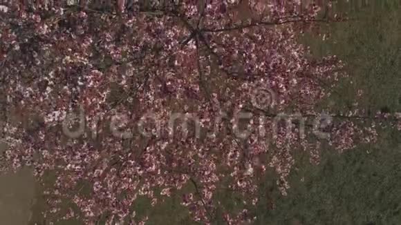 鸟瞰美丽的粉红色樱花或樱桃树绿色草地贷款欧洲视频的预览图