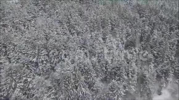 在风景如画的空中无人机全景天桥中巨大的松树森林树枝覆盖着白雪视频的预览图