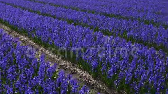 荷兰春天的花田视频的预览图