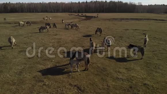 美丽的野马在草地上晒黑视频的预览图