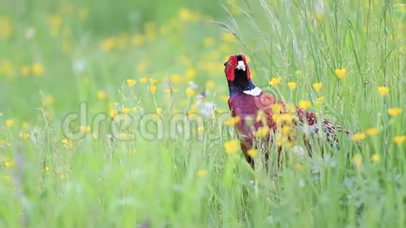 春天五彩缤纷的野鸡在大自然中漫步视频的预览图