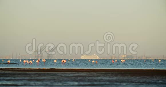 一大群五颜六色的野生火烈鸟在水中在背景4k的码头上视频的预览图