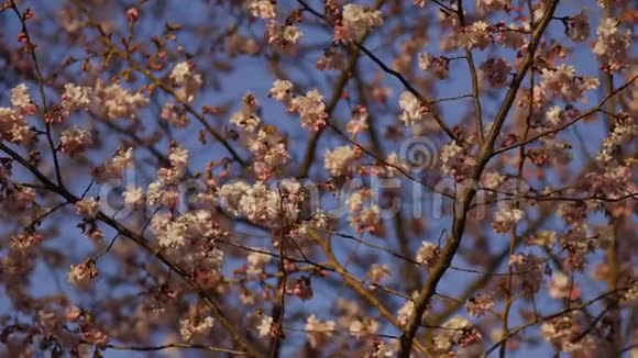 丽加胜利公园美丽的樱花与蓝天在夕阳中绽放视频的预览图