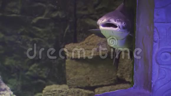 晁菲亚巨鲶潘加西桑尼通西靠近一条鱼游泳参观鱼缸双鱼座游泳视频的预览图