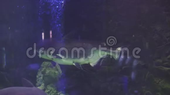 晁菲亚巨鲶潘加西桑尼通西靠近一条鱼游泳参观鱼缸双鱼座游泳视频的预览图