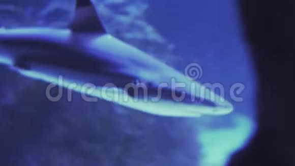 鲸鲨鱼鼻齿状背鳍受损靠近一条鱼游泳参观鱼缸双鱼座游泳视频的预览图