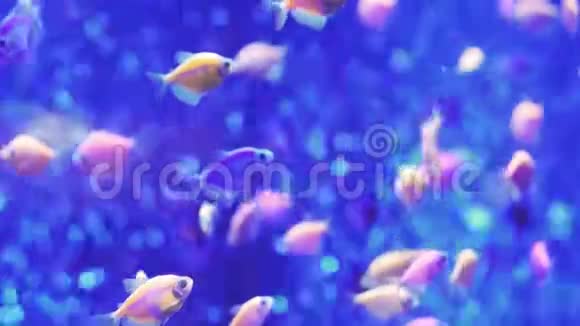装饰鱼在水族馆里用蓝色的水游泳水下生物双鱼座的背景参观鱼缸视频的预览图