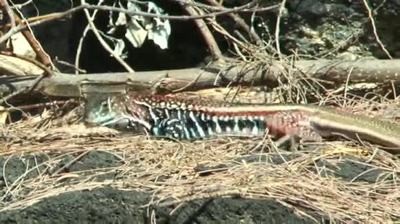 莱奥利皮斯贝利亚纳是一种野生的明亮蜥蜴鲜艳的多色爬行动物视频的预览图