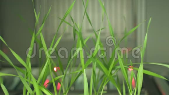 植物光合作用叶绿素测定系统技术视频的预览图