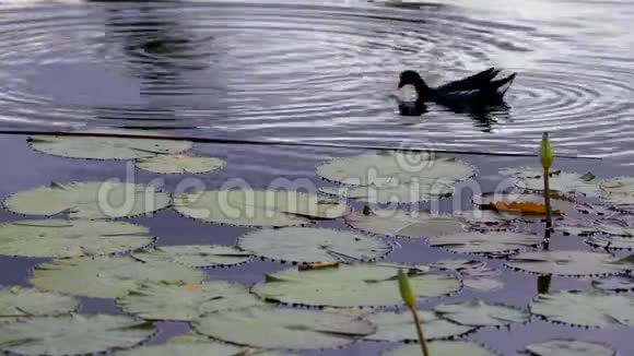 加勒比海高尔夫球场百合池垂钓游鸭视频的预览图