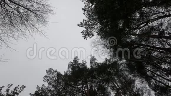 拉脱维亚里加市云杉顶和天空视频的预览图