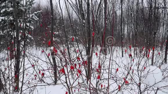白色背景下的冻蔷薇浆果冬天雪地里的红狗视频的预览图