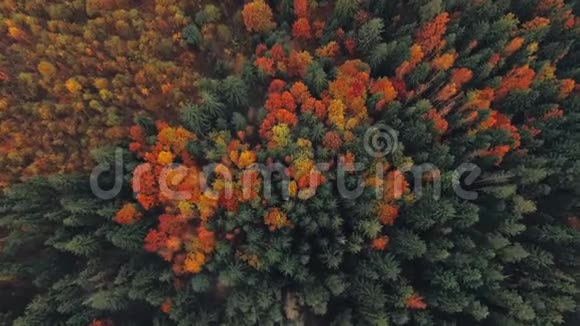 鸟瞰五彩缤纷的秋树视频的预览图