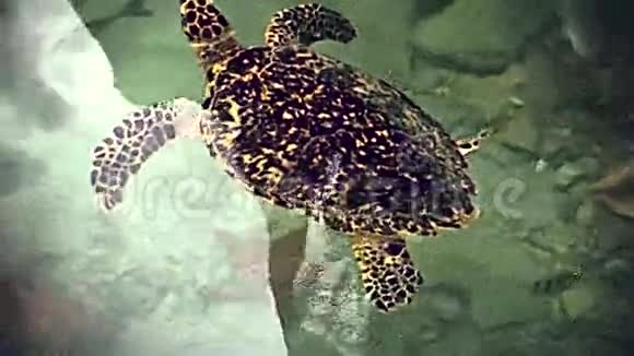 迈阿密海滩海龟视频的预览图