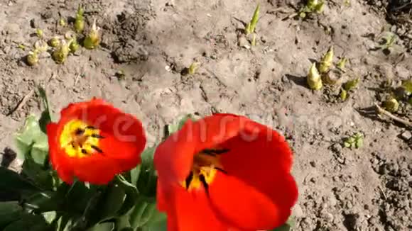 两朵盛开的郁金香花在户外在微风中摆动特写镜头视频的预览图