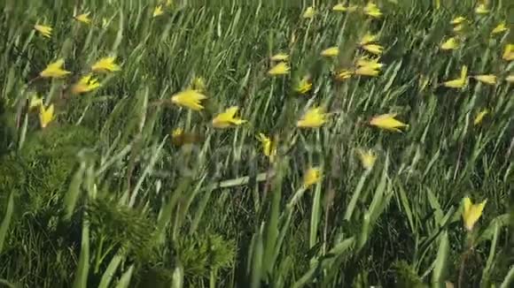 生长在森林草坪上的黄色野生郁金香视频的预览图