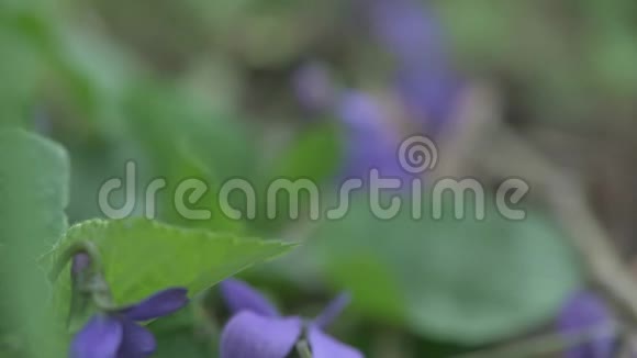 早春紫罗兰花在地面跟踪相机运动视频的预览图