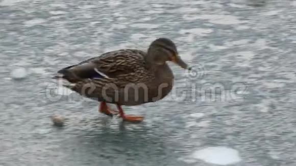 雌性野鸭在薄薄的冰面上游水视频的预览图