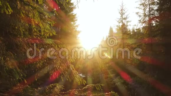 阳光明媚的春天森林里阳光透过树枝照耀视频的预览图