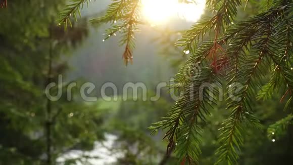 阳光明媚的春天森林里阳光透过树枝照耀视频的预览图
