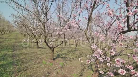 摩尔多瓦春天盛开的杏树在强风下开着粉红色的花视频的预览图