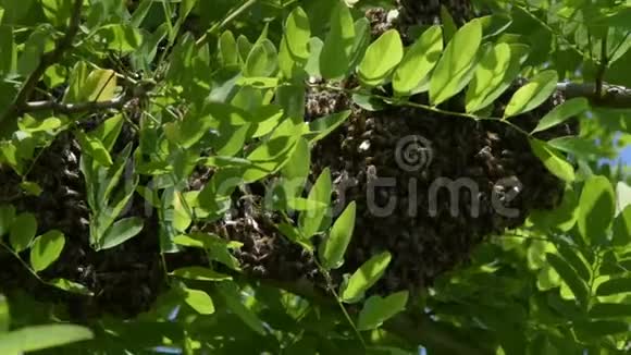 蜂拥而至的蜜蜂在刺槐树枝上形成一个新的蜂群科蜜蜂蜂群视频的预览图
