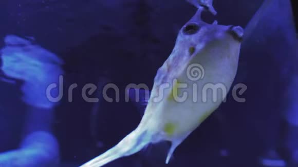长角鱼又称角形鱼吃珊瑚在水族馆的水中游泳鱼之旅视频的预览图
