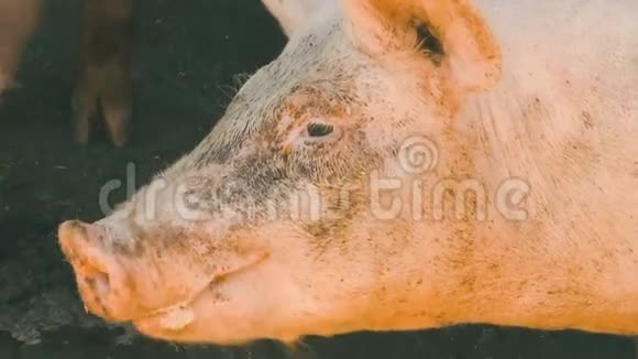 猪头的轮廓视频的预览图