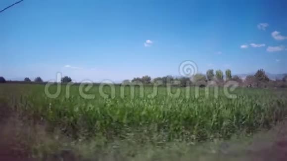 从一辆过往车辆的车窗上射杀一片玉米地视频的预览图