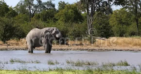 非洲水洞大象非洲野生动物视频的预览图