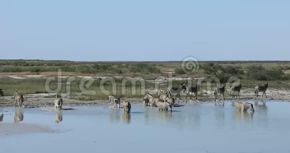 斑马在Etosha纳米比亚野生动物狩猎视频的预览图