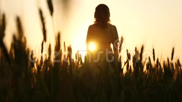 镜头缓缓升起在金色麦穗之间那个女孩在日落时站在阳光下举手视频的预览图