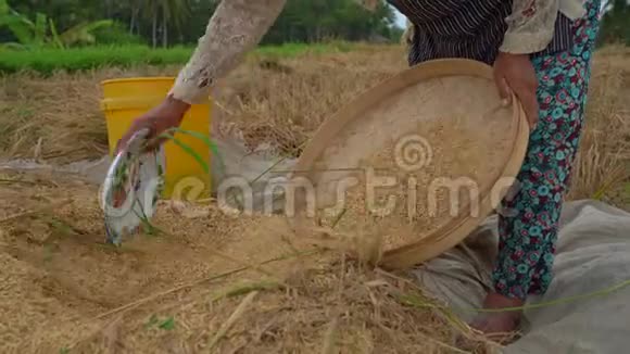 农民们把稻粒和茎分开水稻收获视频的预览图