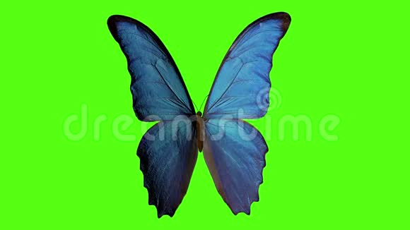 蝴蝶拍动翅膀绿色背景上的蝴蝶三维渲染视频的预览图