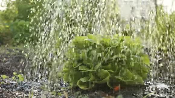 有机生菜在一个小菜园里浇水的慢动作视频的预览图