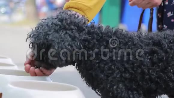 黑卷曲的狗从主人手和白色的碗里吃食物视频的预览图