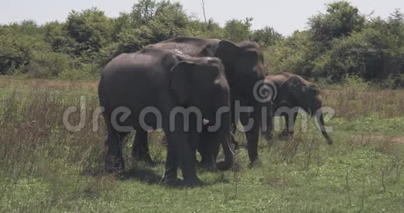 在斯里兰卡国家公园里一家大象家族与一头新生的小象紧密相连视频的预览图
