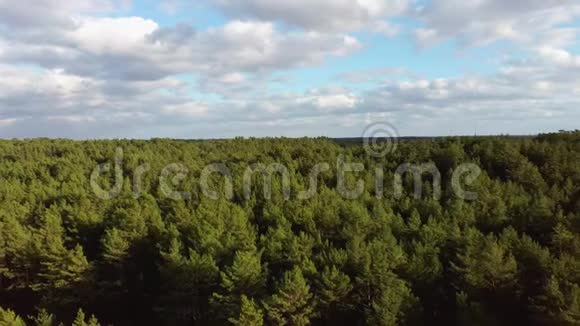 在松林公园进行空中飞行俯瞰绿松木顶景视频的预览图