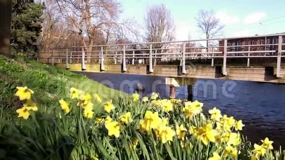 荷兰海牙市春花水仙盛开视频的预览图