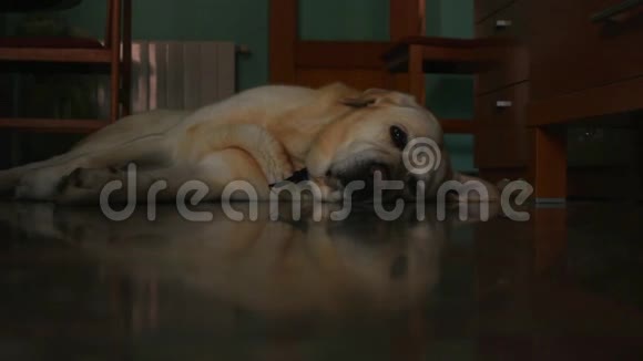 拉布拉多猎犬躺在家里的地板上视频的预览图