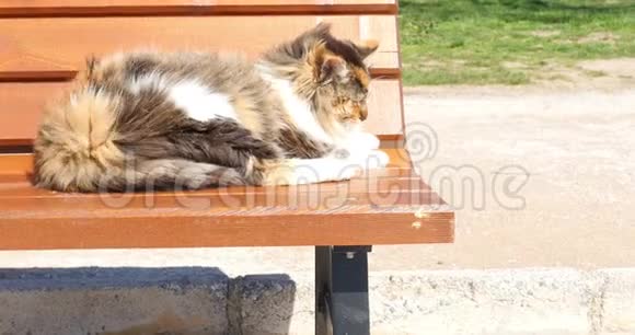 秋天的一天一只猫躺在长凳上闭着眼睛在阳光下视频的预览图